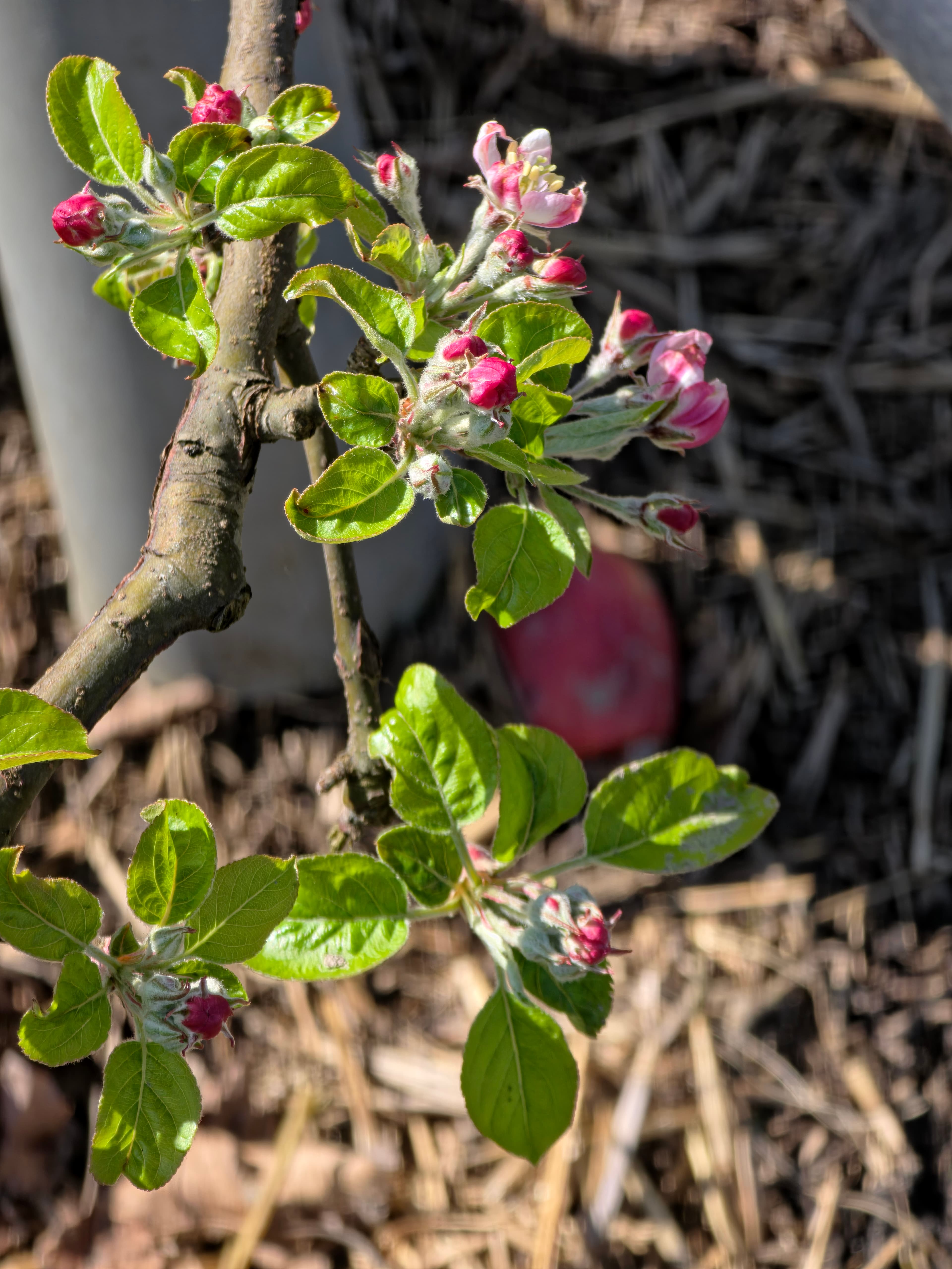 Pousses et fleurs sur pommier