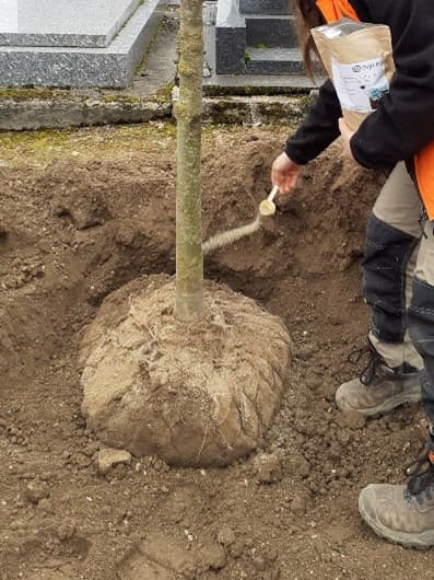 Inoculation MYCOTERROIR® plantation espaces verts