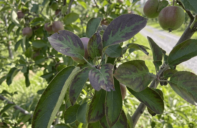 Photo illustrant les carences nutritionnelles du sol
