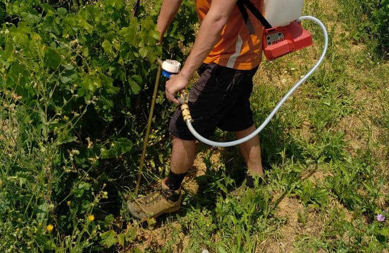 Inoculation MYCOTERROIR sur une parcelle de vigne