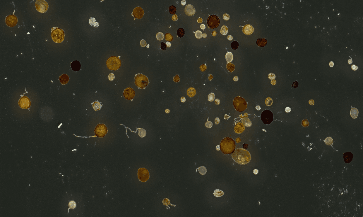 Spores de champignons symbiotiques