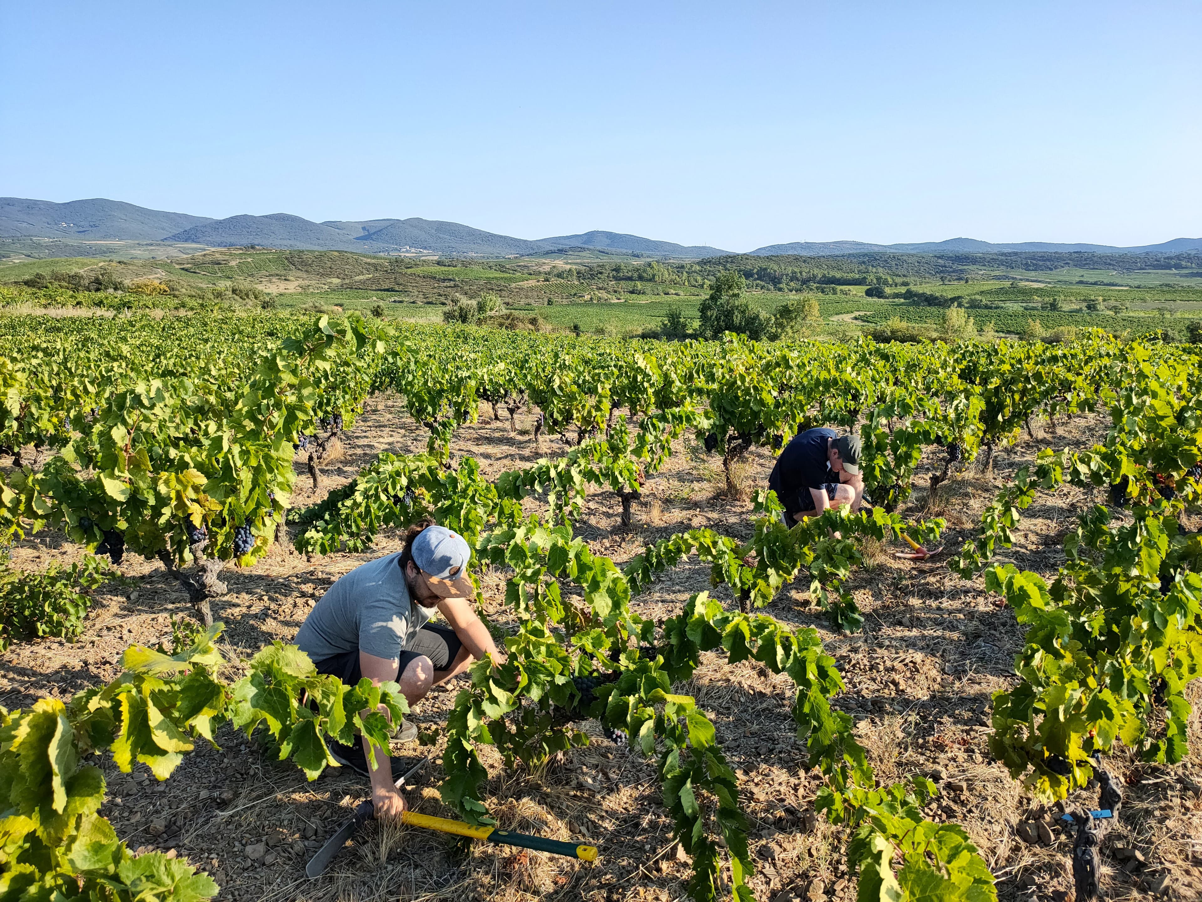 Suivi viticulture sol vivant