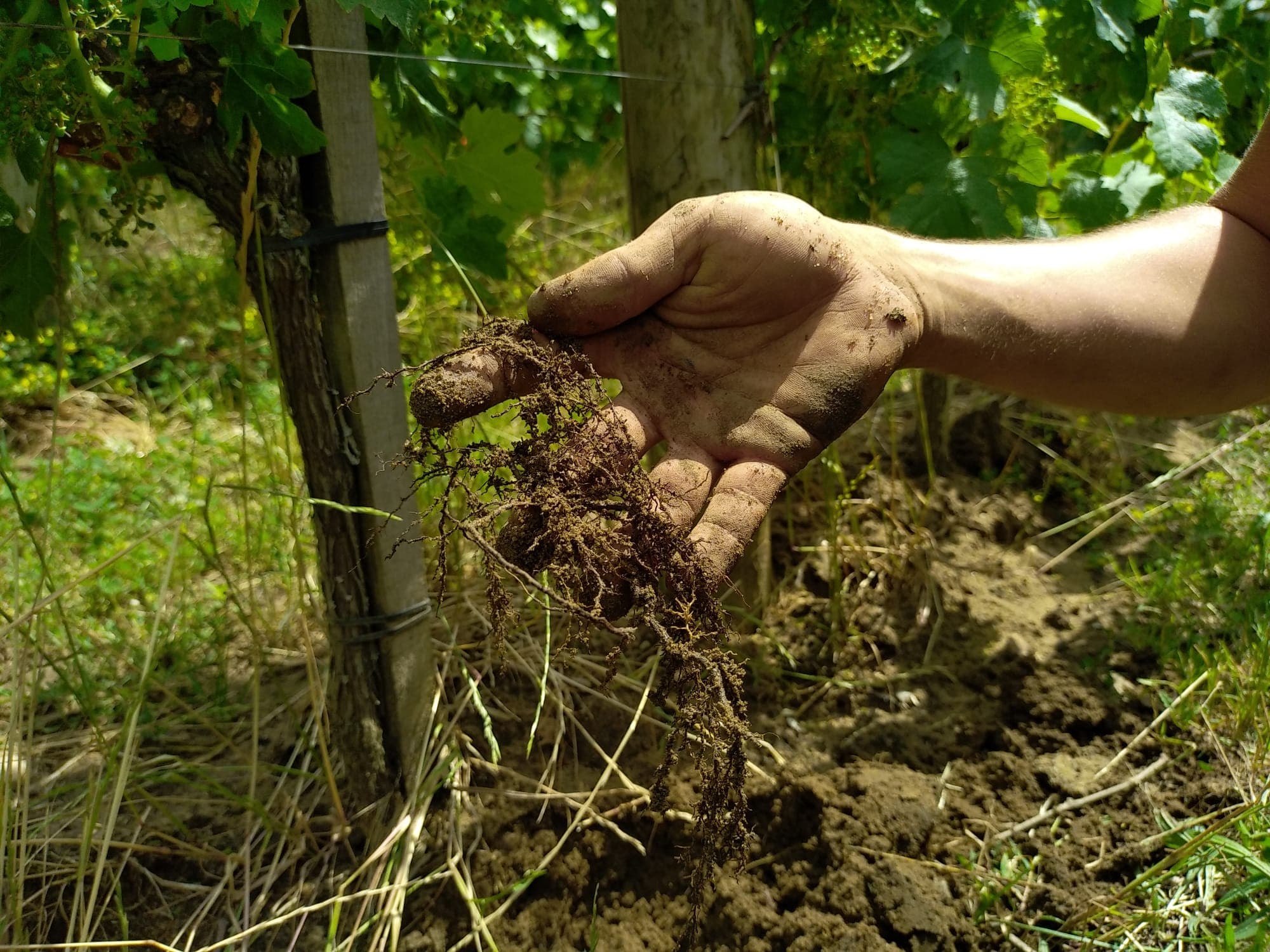 racine vigne sur sol vivant