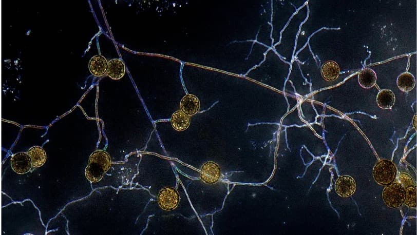 Réseau de filaments mycelium